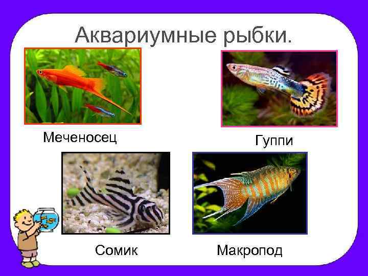 Аквариумные рыбки. Меченосец Сомик Гуппи Макропод 