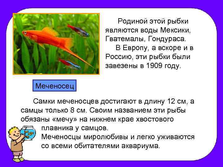 Родиной этой рыбки являются воды Мексики, Гватемалы, Гондураса. В Европу, а вскоре и в