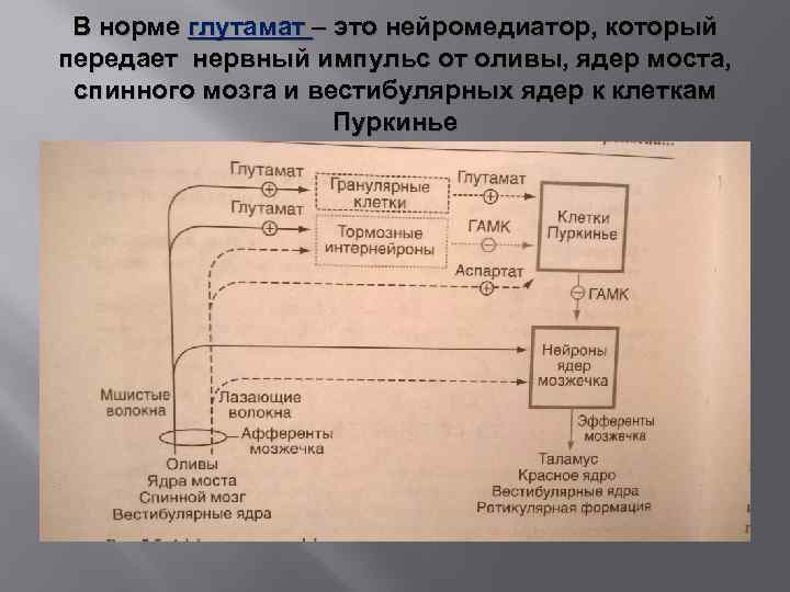 В норме глутамат – это нейромедиатор, который передает нервный импульс от оливы, ядер моста,