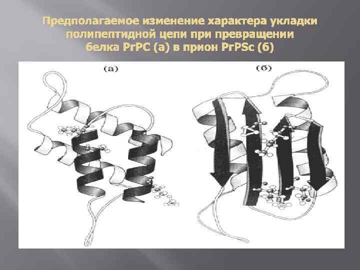 Предполагаемое изменение характера укладки полипептидной цепи превращении белка Рг. РC (а) в прион Рг.