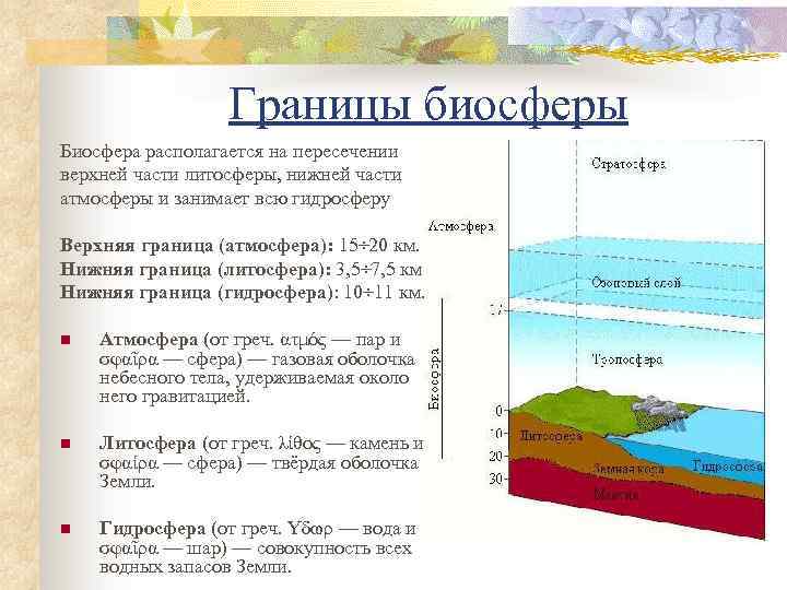  Границы биосферы Биосфера располагается на пересечении верхней части литосферы, нижней части атмосферы и