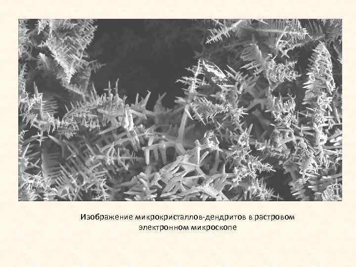 Изображение микрокристаллов-дендритов в растровом электронном микроскопе 