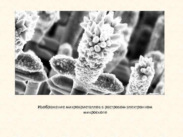 Изображение микрокристаллов в растровом электронном микроскопе 