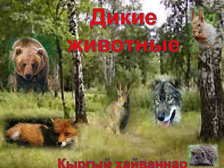 Дикие животные 