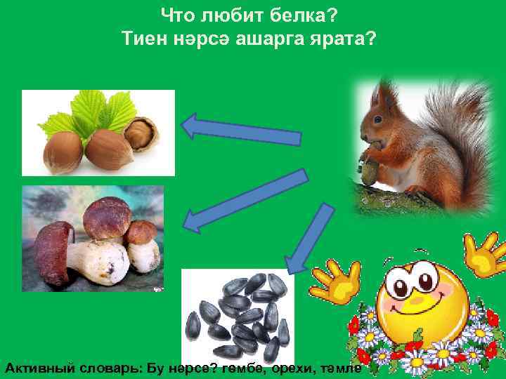 Что любит белка? Тиен нәрсә ашарга ярата? Активный словарь: Бу нәрсә? гөмбә, орехи, тәмле
