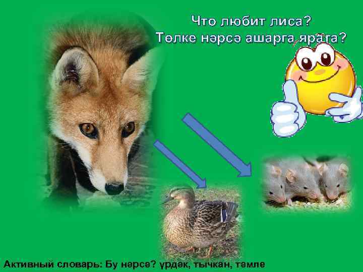 Что любит лиса? Төлке нәрсә ашарга ярата? Активный словарь: Бу нәрсә? үрдәк, тычкан, тәмле