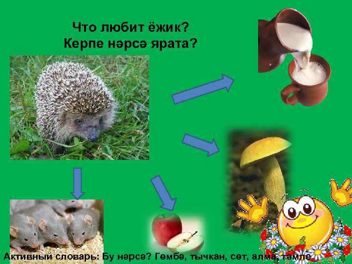 Что любит ёжик? Керпе нәрсә ярата? Активный словарь: Бу нәрсә? Гөмбә, тычкан, сөт, алма,