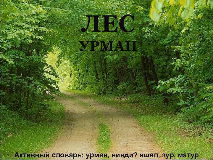 ЛЕС УРМАН Активный словарь: урман, нинди? яшел, зур, матур 