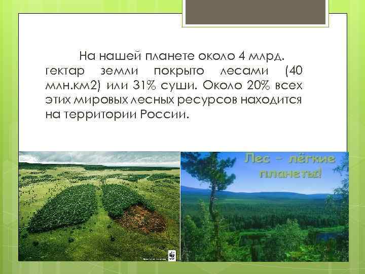 На нашей планете около 4 млрд. гектар земли покрыто лесами (40 млн. км 2)