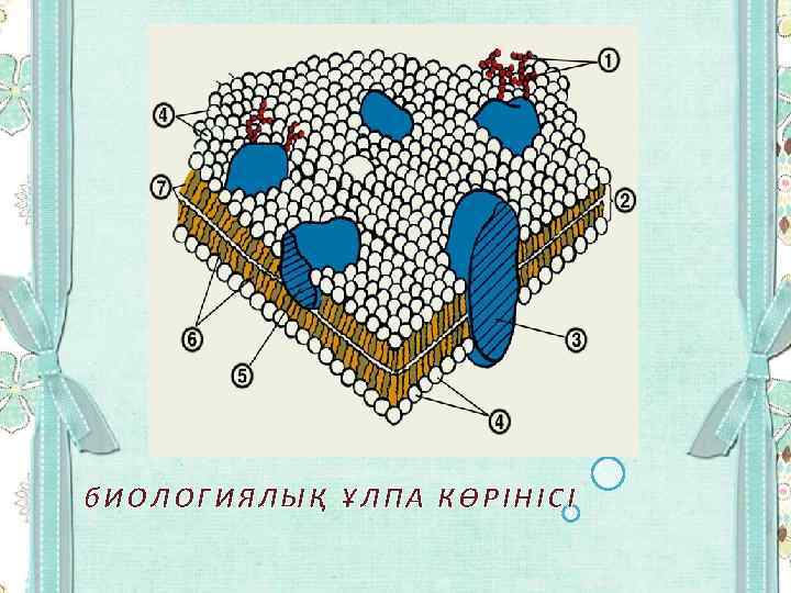 б. ИОЛОГИЯЛЫҚ ҰЛПА КӨРІНІСІ 