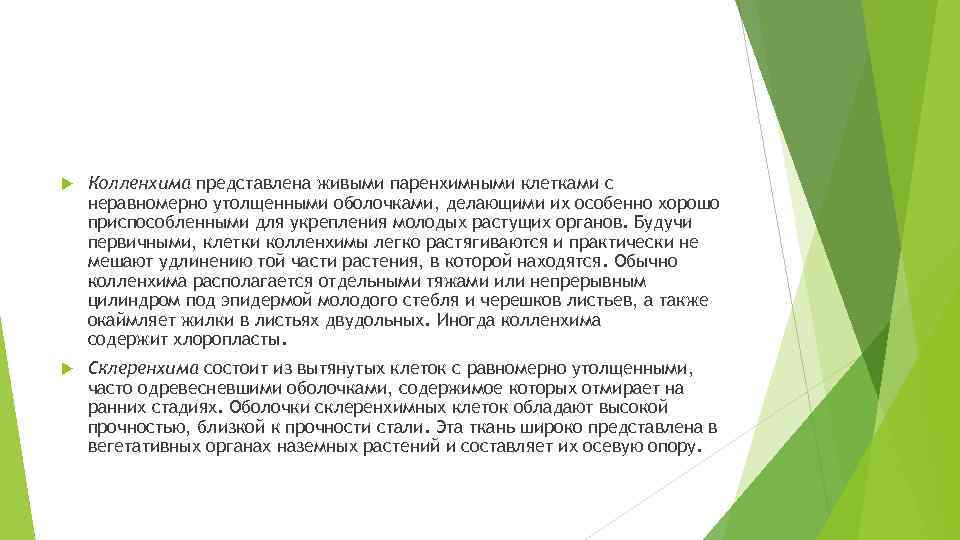  Колленхима представлена живыми паренхимными клетками с неравномерно утолщенными оболочками, делающими их особенно хорошо