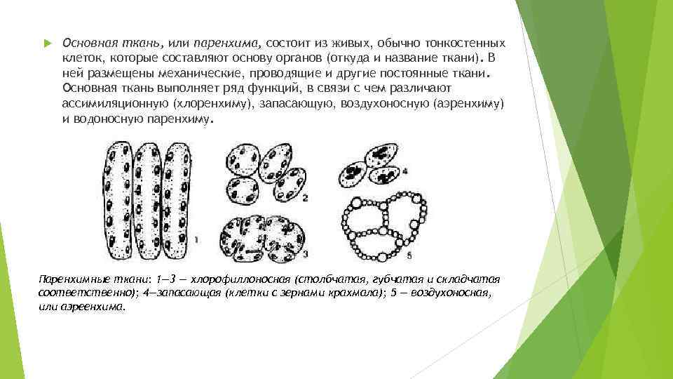  Основная ткань, или паренхима, состоит из живых, обычно тонкостенных клеток, которые составляют основу