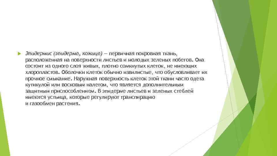  Эпидермис (эпидерма, кожица) — первичная покровная ткань, расположенная на поверхности листьев и молодых