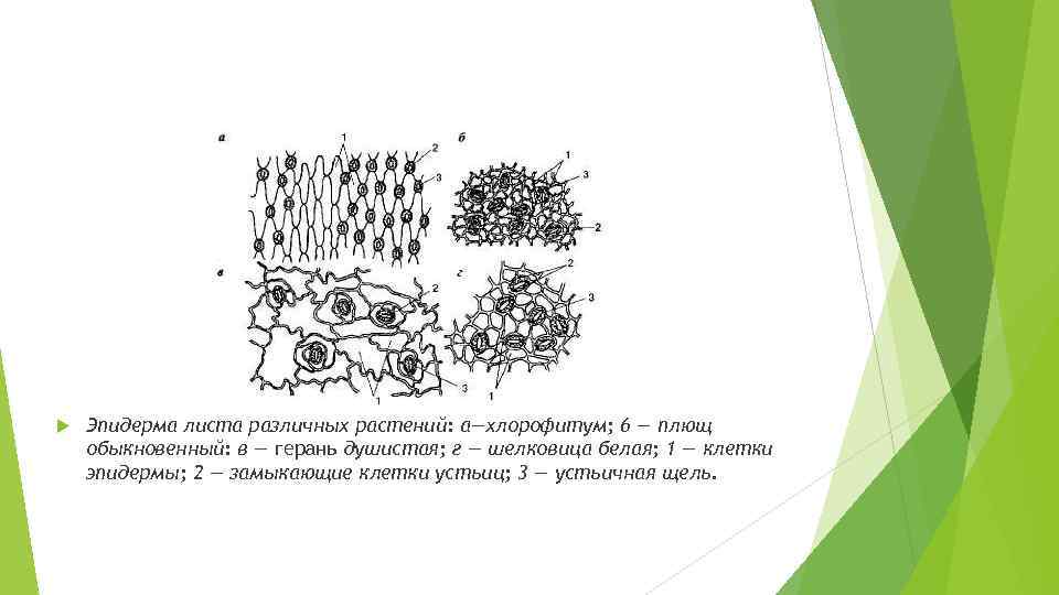  Эпидерма листа различных растений: а—хлорофитум; 6 — плющ обыкновенный: в — герань душистая;