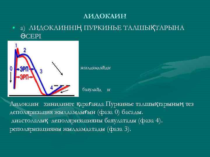 ЛИДОКАИН • а) ЛИДОКАИННІҢ ПУРКИНЬЕ ТАЛШЫҚТАРЫНА ӘСЕРІ жылдамдайды баяулайд ы Лидокаин хинидинге қарағанда Пуркинье