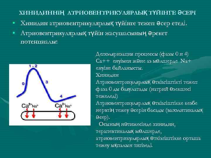 ХИНИДИННІҢ АТРИОВЕНТРИКУЛЯРЛЫҚ ТҮЙІНГЕ ӘСЕРІ • Хинидин атриовентрикулярлық түйінге тежеп әсер етеді. • Атриовентрикулярлық түйін