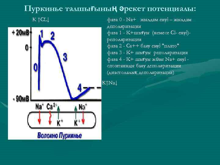 Пуркинье талшығының әрекет потенциалы: К ↑СL↓ Ca↓ К↑ фаза 0 - Na+ жылдам енуі