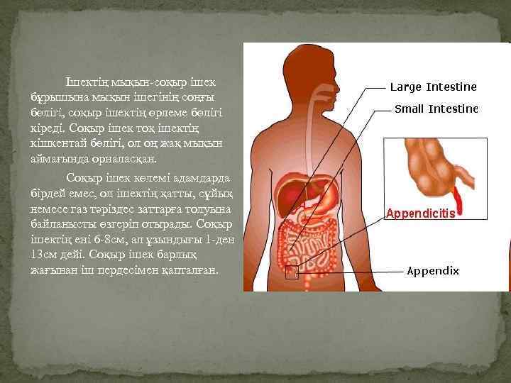 Ішектің мықын-соқыр ішек бұрышына мықын ішегінің соңғы бөлігі, соқыр ішектің өрлеме бөлігі кіреді. Соқыр