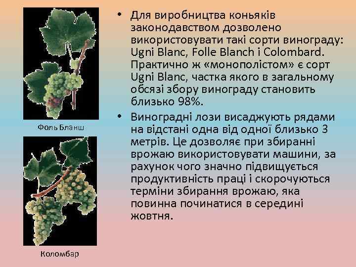 Фоль Бланш Коломбар • Для виробництва коньяків законодавством дозволено використовувати такі сорти винограду: Ugni