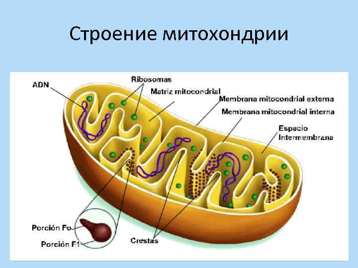 Строение митохондрии 