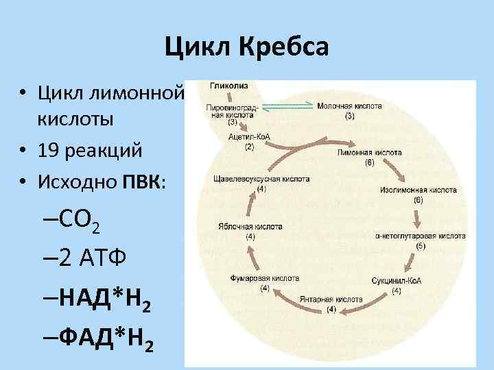 Цикл Кребса • Цикл лимонной кислоты • 19 реакций • Исходно ПВК: –СО 2