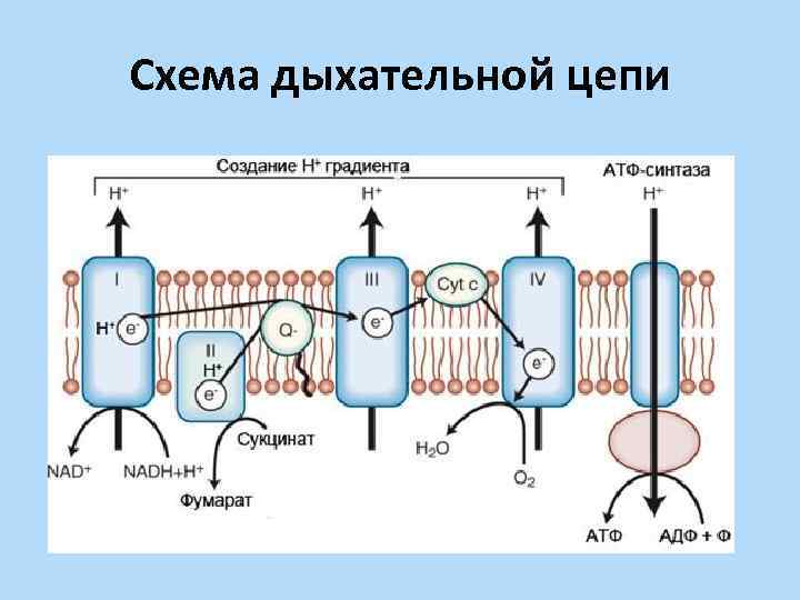 Схема дыхательной цепи 