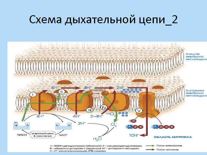 Схема дыхательной цепи_2 