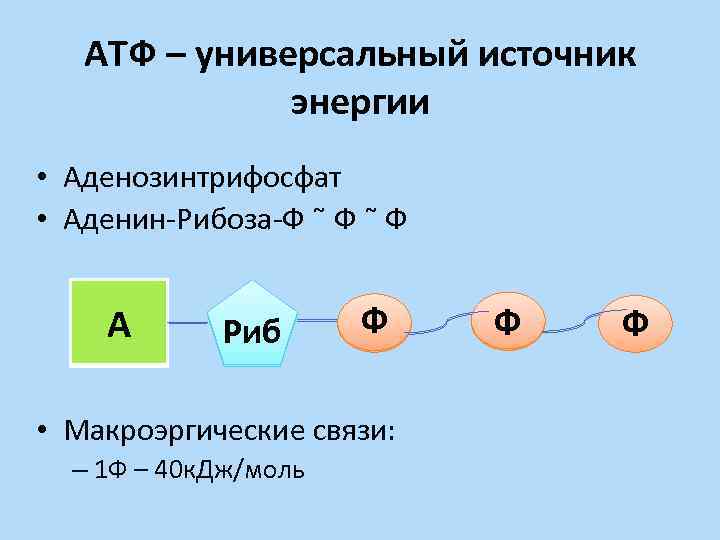 АТФ – универсальный источник энергии • Аденозинтрифосфат • Аденин-Рибоза-Ф Ф Ф А Риб Ф