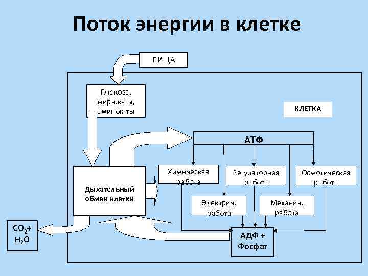 Поток энергии в клетке ПИЩА Глюкоза, жирн. к-ты, аминок-ты КЛЕТКА АТФ Дыхательный обмен клетки