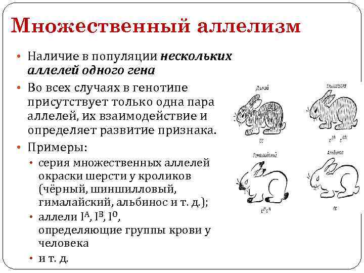Множественный аллелизм • Наличие в популяции нескольких аллелей одного гена • Во всех случаях