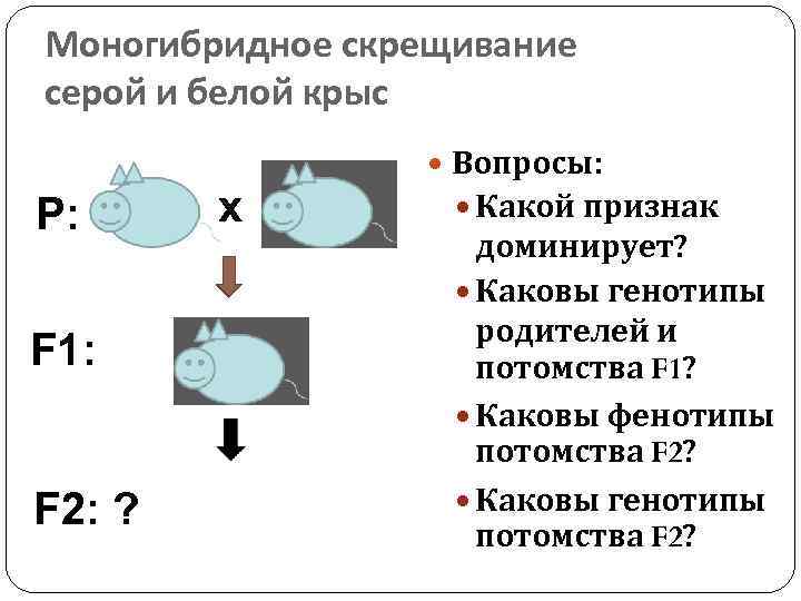 Моногибридное скрещивание серой и белой крыс Вопросы: P: F 1: F 2: ? x