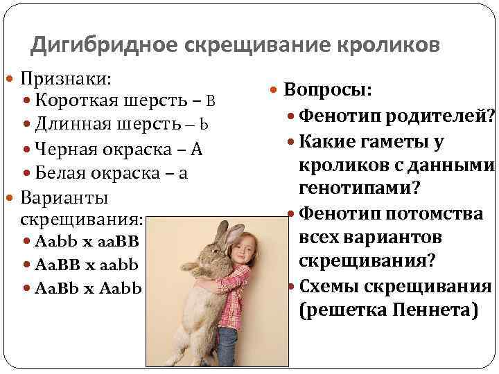 Дигибридное скрещивание кроликов Признаки: Короткая шерсть – B Длинная шерсть – b Черная окраска
