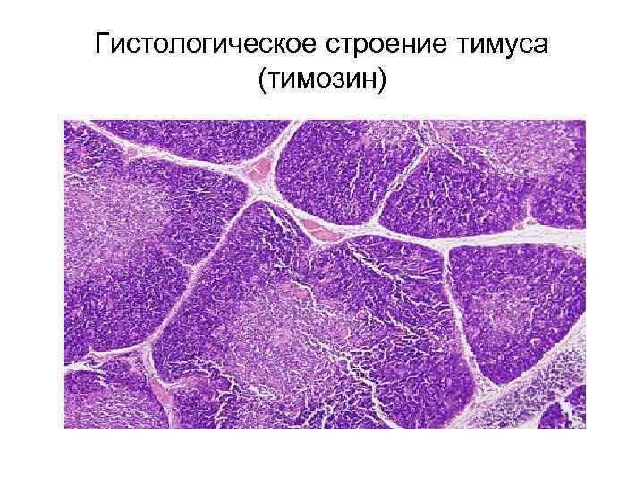 Строение гистологии. Тимус гистологический препарат. Зобная железа гистология препарат. Тимус гистология. Строма тимуса гистология.