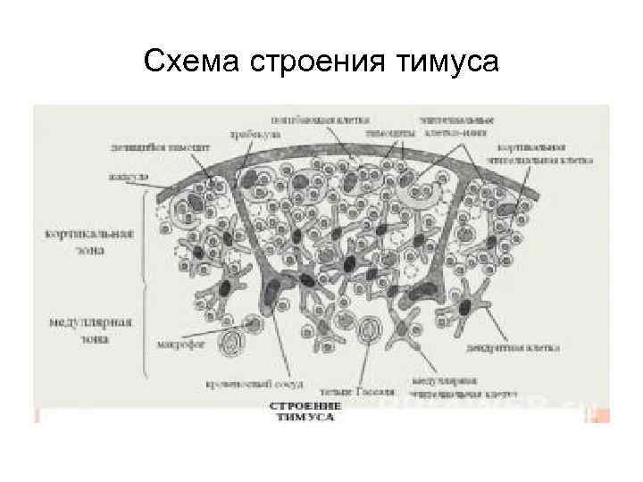 Тимус источник развития общий план строения функция