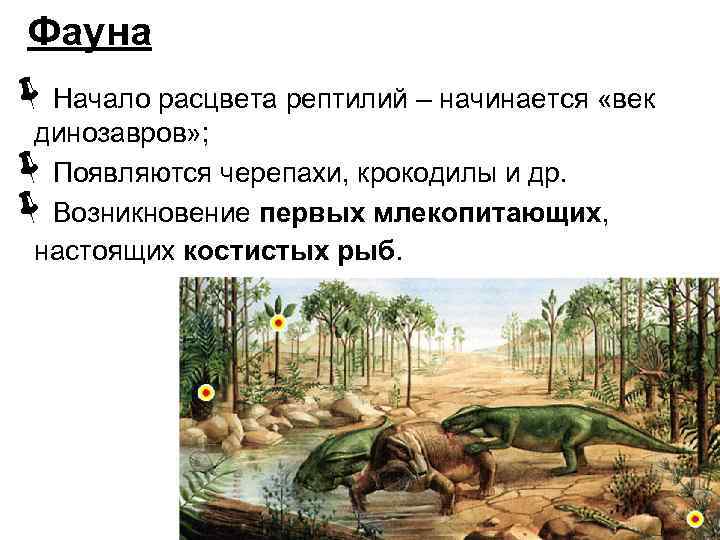 Фауна ëНачало расцвета рептилий – начинается «век динозавров» ; Появляются черепахи, крокодилы и др.