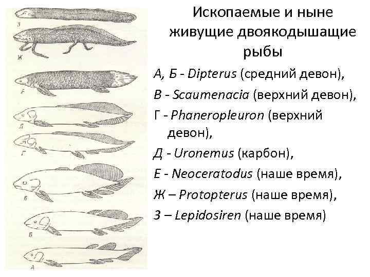 Ископаемые и ныне живущие двоякодышащие рыбы А, Б - Dipterus (средний девон), В -