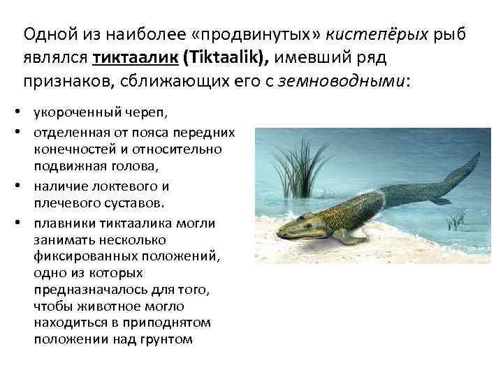 Одной из наиболее «продвинутых» кистепёрых рыб являлся тиктаалик (Tiktaalik), имевший ряд признаков, сближающих его