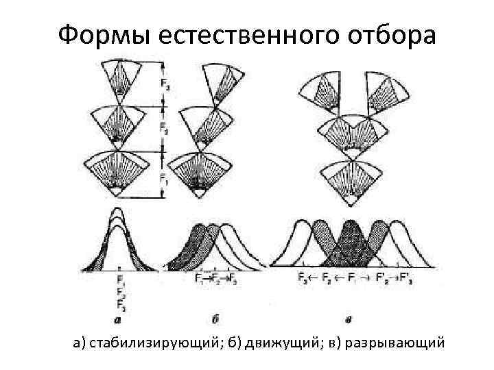 Формы естественного отбора а) стабилизирующий; б) движущий; в) разрывающий 