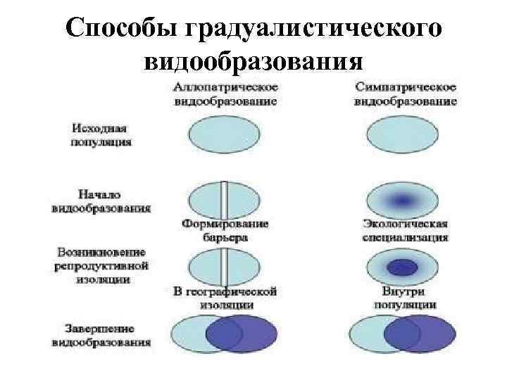 Схема аллопатрического видообразования