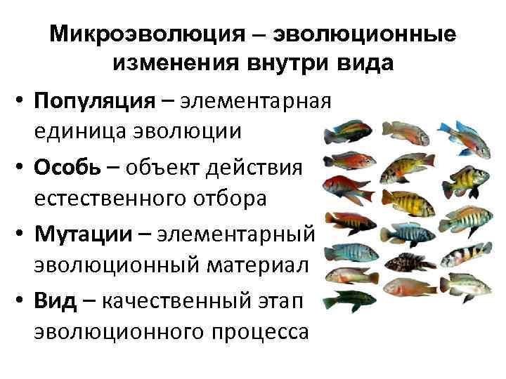 Микроэволюция – эволюционные изменения внутри вида • Популяция – элементарная единица эволюции • Особь