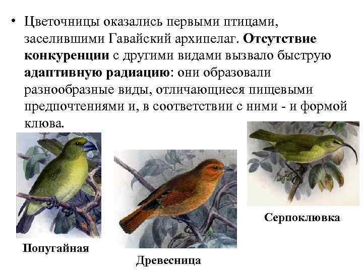  • Цветочницы оказались первыми птицами, заселившими Гавайский архипелаг. Отсутствие конкуренции с другими видами