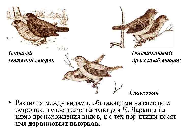 Большой земляной вьюрок Толстоклювый древесный вьюрок Славковый вьюрок • Различия между видами, обитающими на
