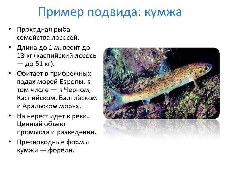 Пример подвида: кумжа • Проходная рыба семейства лососей. • Длина до 1 м, весит