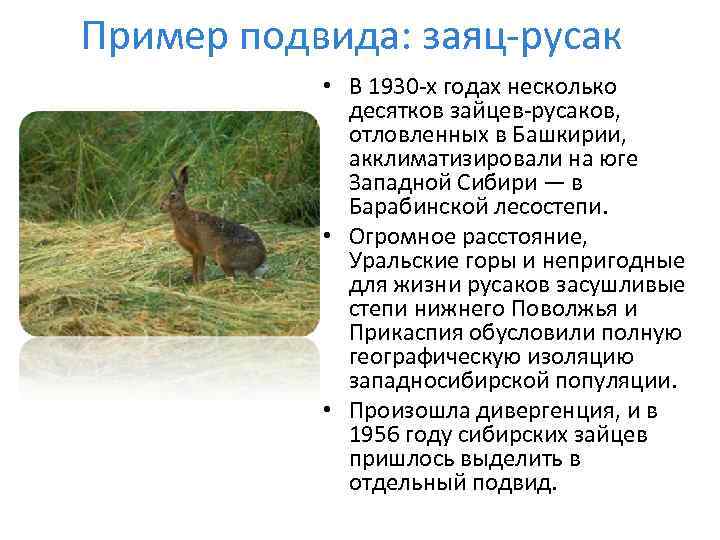 Пример подвида: заяц-русак • В 1930 -х годах несколько десятков зайцев-русаков, отловленных в Башкирии,