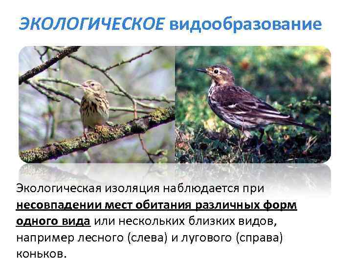 ЭКОЛОГИЧЕСКОЕ видообразование Экологическая изоляция наблюдается при несовпадении мест обитания различных форм одного вида или