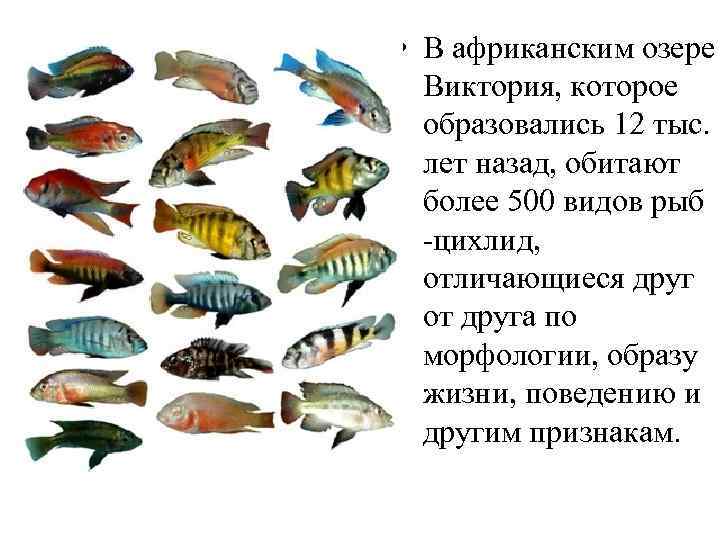  • В африканским озере Виктория, которое образовались 12 тыс. лет назад, обитают более