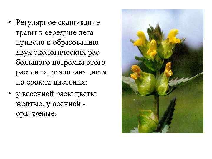  • Регулярное скашивание травы в середине лета привело к образованию двух экологических рас