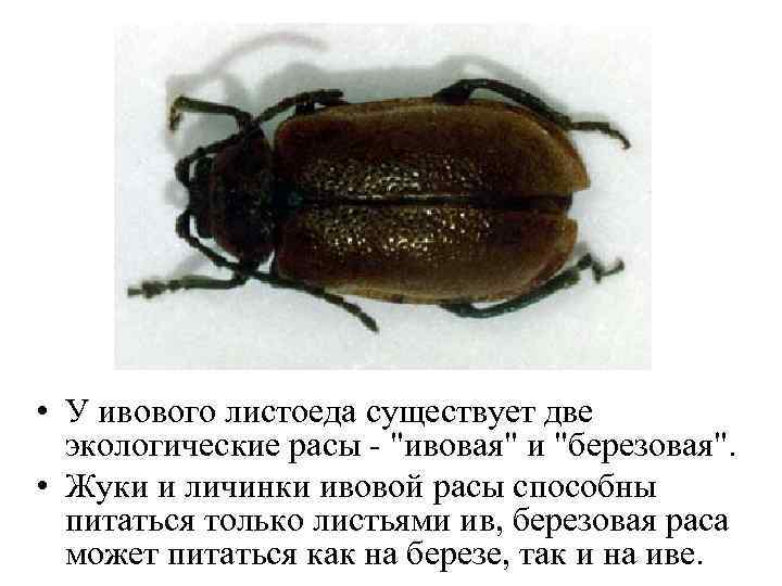  • У ивового листоеда существует две экологические расы - 