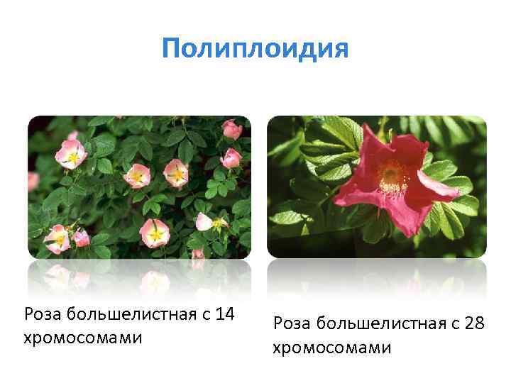 Полиплоидия Роза большелистная с 14 хромосомами Роза большелистная с 28 хромосомами 