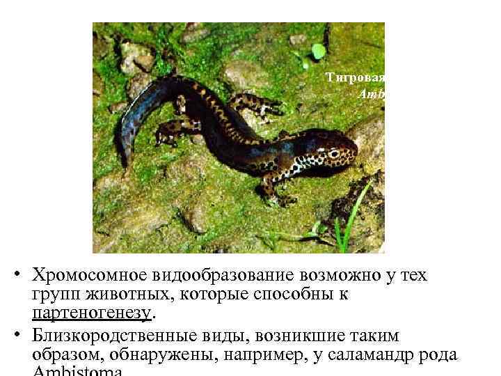 Тигровая саламандра Ambytoma sp. • Хромосомное видообразование возможно у тех групп животных, которые способны